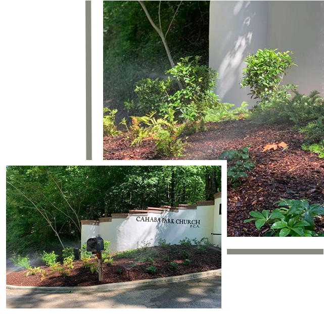 A picture of some bushes and trees in the yard.