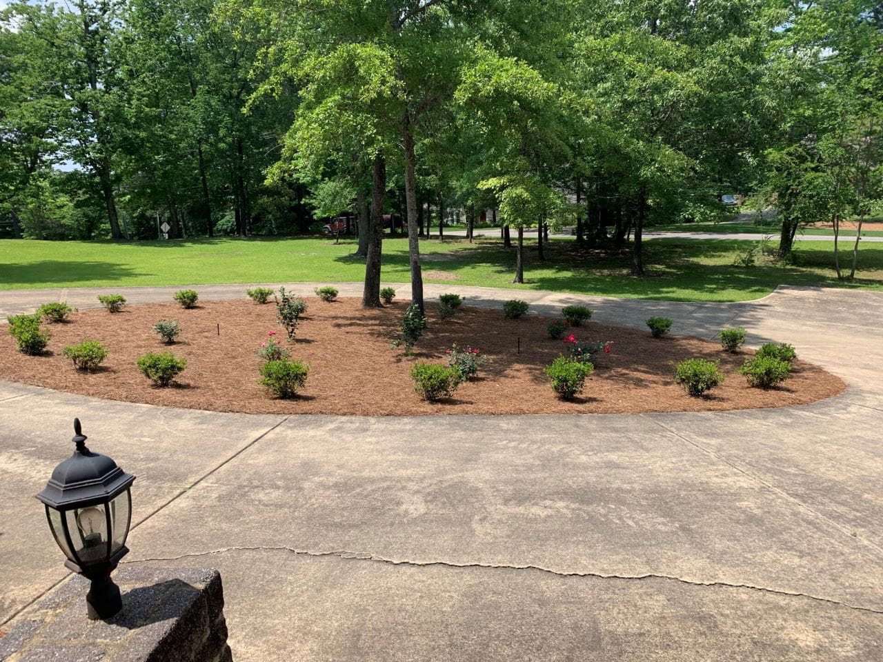 A view of trees and bushes in the yard.